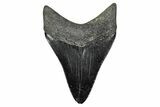 Serrated, Fossil Megalodon Tooth - Georgia #338716-1